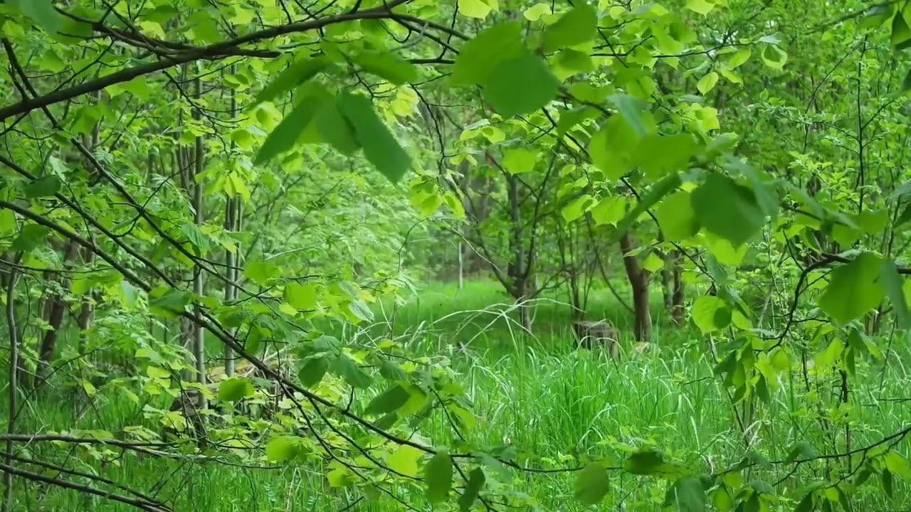 Light Breeze Wind In Trees-Relaxing Nature Sounds