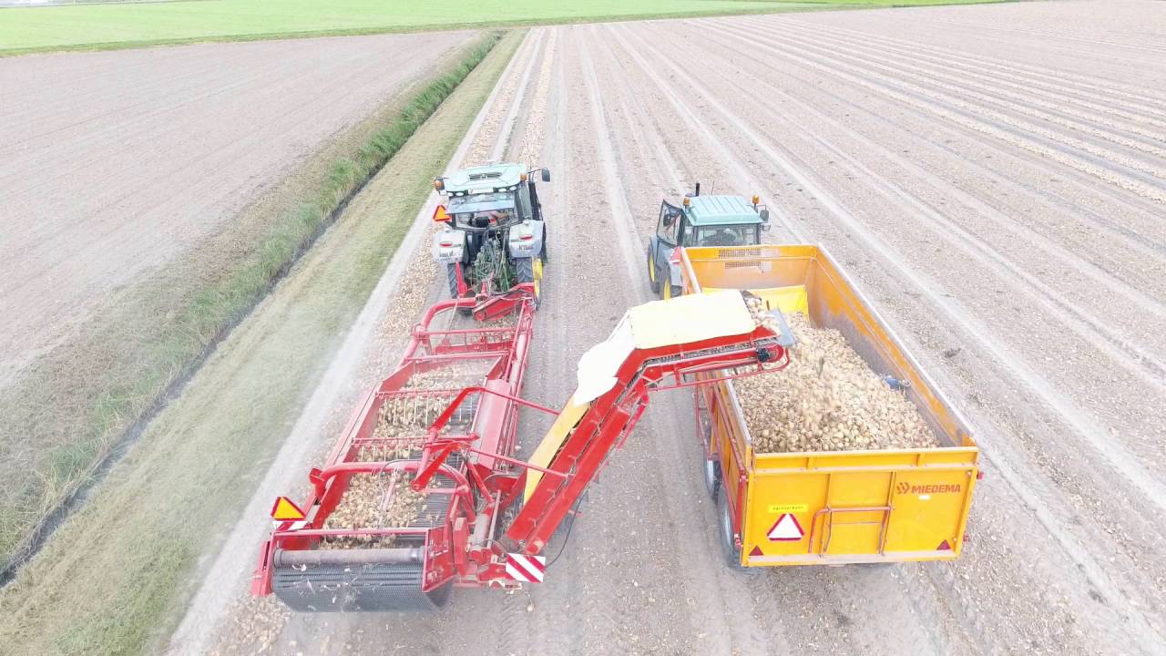 Uien rapen met rooier bij Marrum fr
