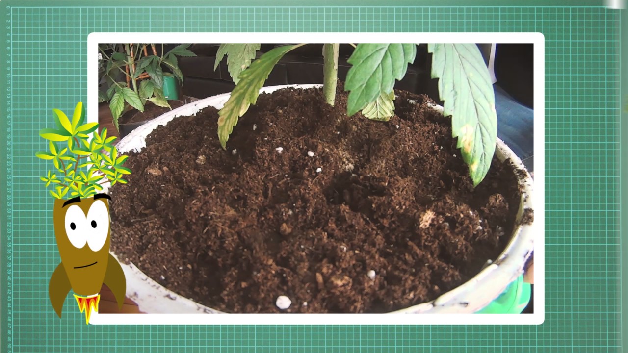 COMO SE CUANDO REGAR? Mad Rocket