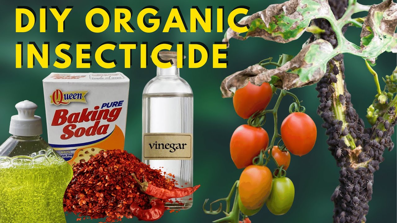 DIY ORGANIC INSECTICIDE for Plants | Paano Puksain ang Insekto | Tips sa Pagtatanim ng Kamatis