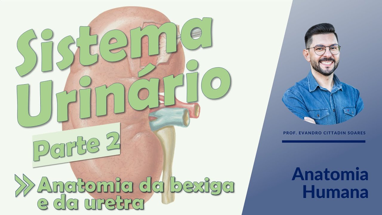 Sistema Urinário - Aula 02 - Anatomia da bexiga e da uretra - Anatomia Humana