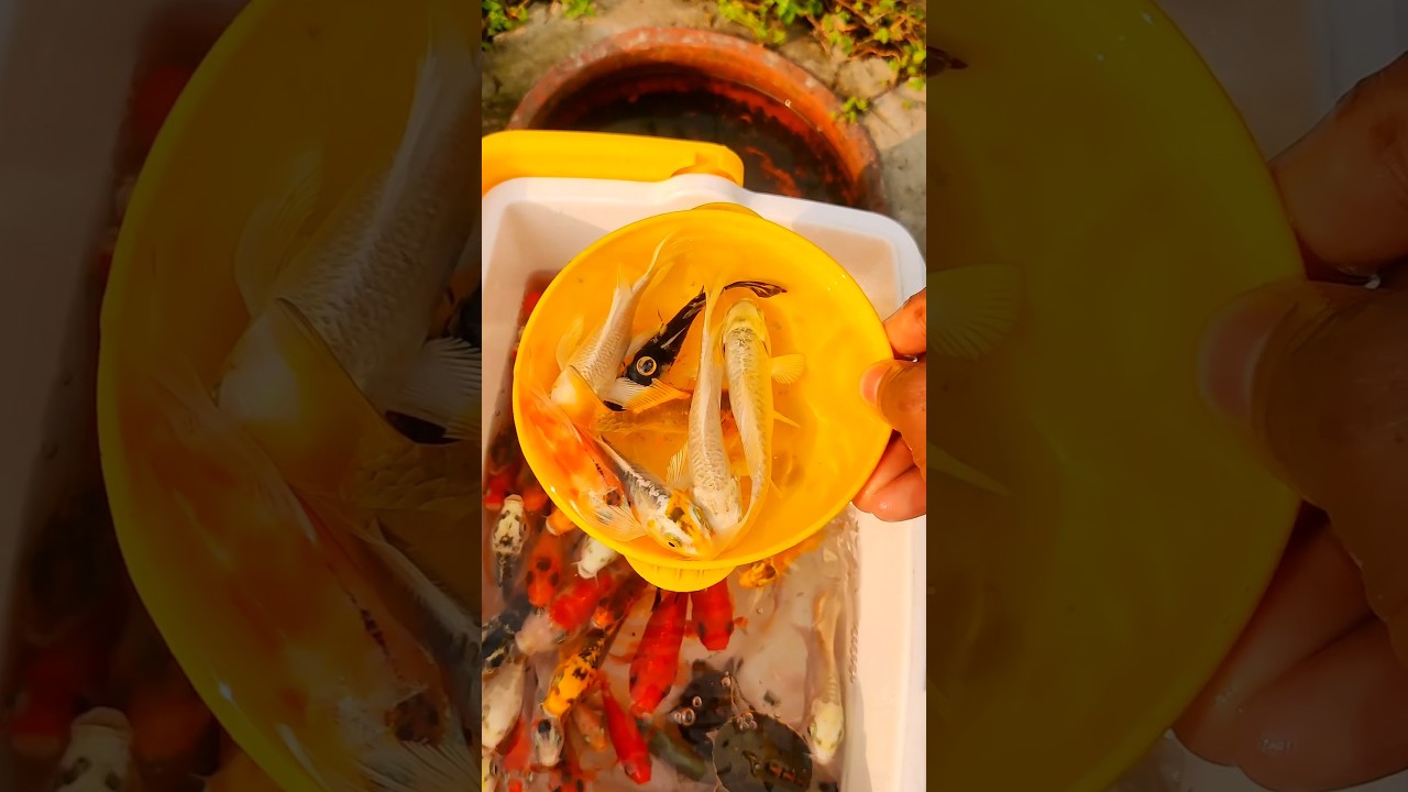 Catch Beautiful Aquarium Fish In SmallPond Baby Turtles, Eels, Frog. Guppies,Koi, Goldfish, Discus