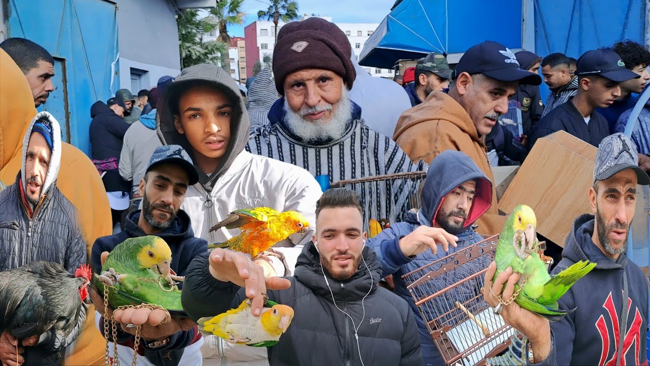 سوق القريعة للطيور والحيوانات بالدار البيضاء 🇲🇦اليوم الأحد 2025/12/21 الحسون المهاجر الامازوني
