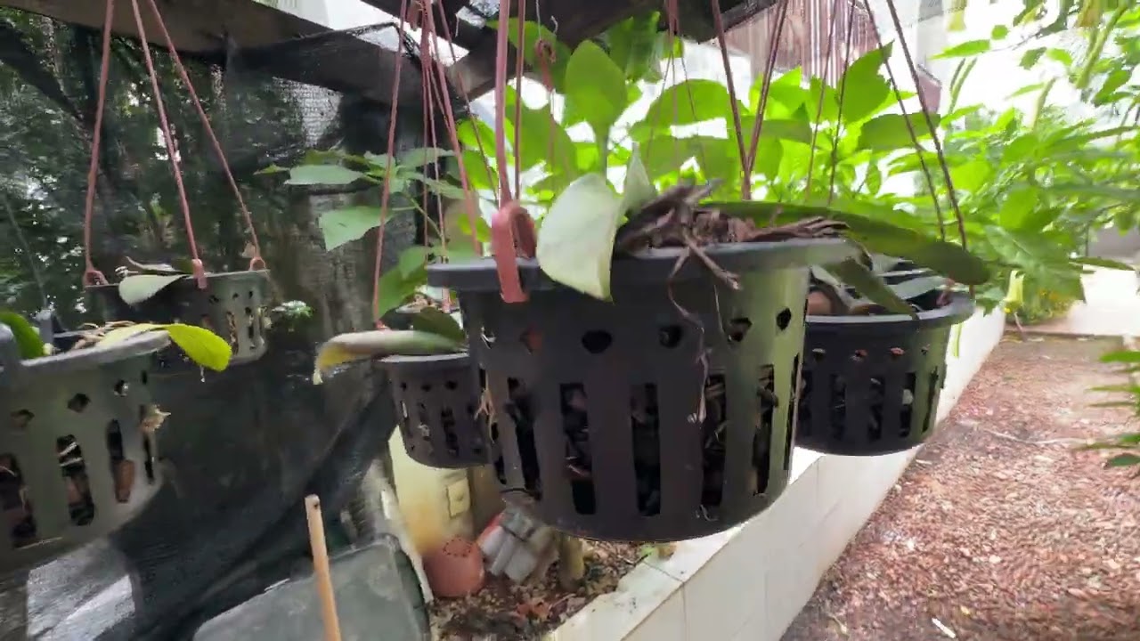 COMO CULTIVAR PHALAENOPSIS 01