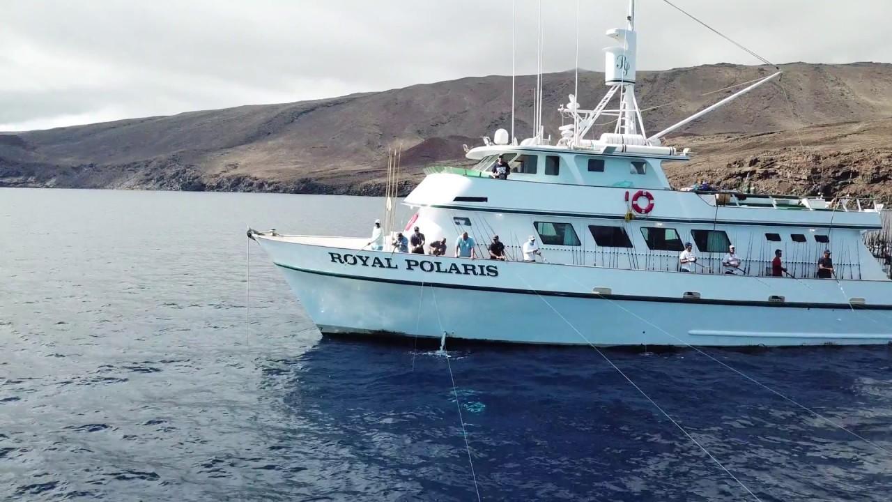 Royal Polaris Sportfishing Guadalupe Island 10 days Oct. 2017 Andy W. drone footage #2