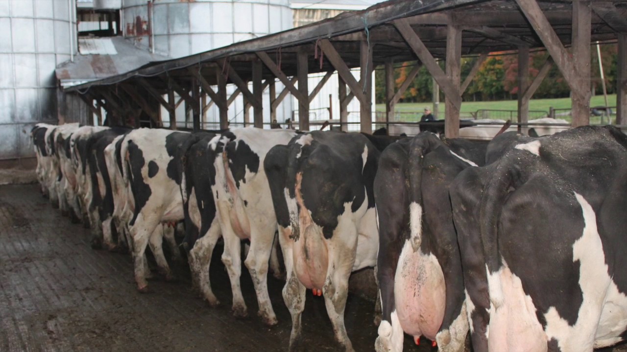 Typical Day on a Dairy Farm