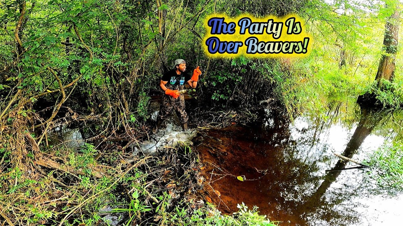 The Party Is Over Beavers! || Beaver Dam Removal In Beaver Chair Dam Area S2 EP.2!