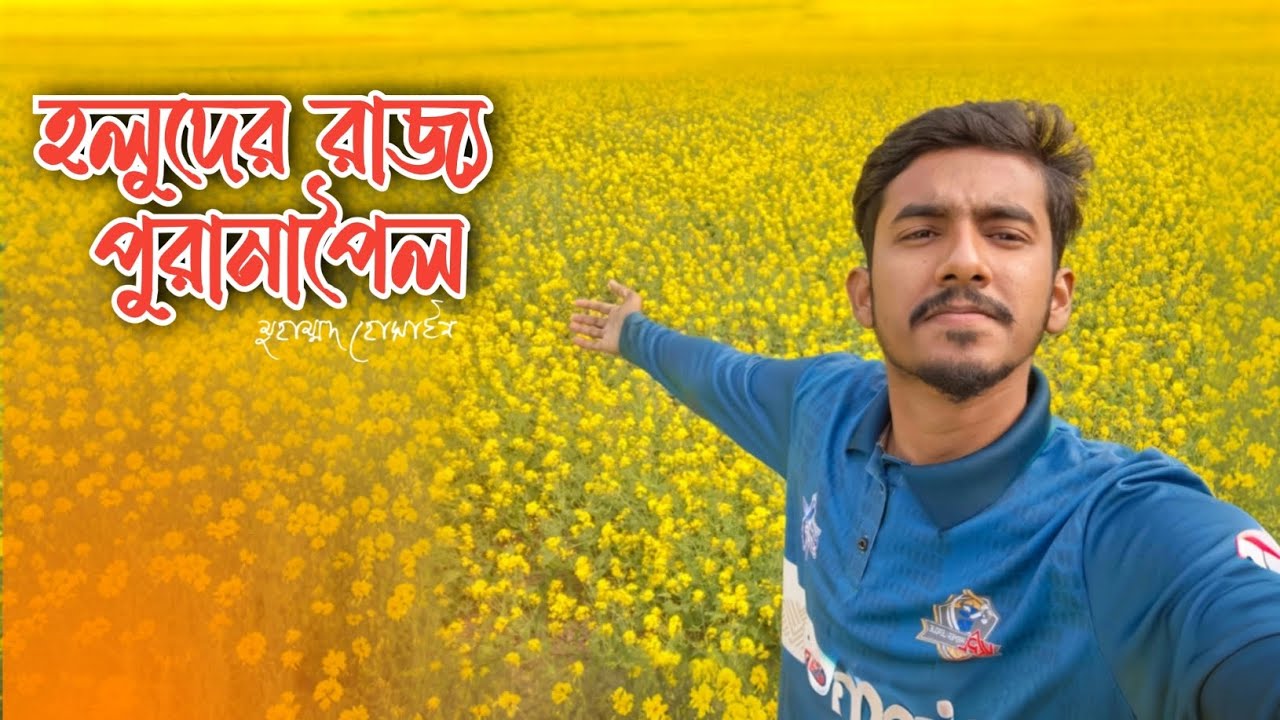 হলুদের রাজ্য - পুরানাপৈল। ❤️💛