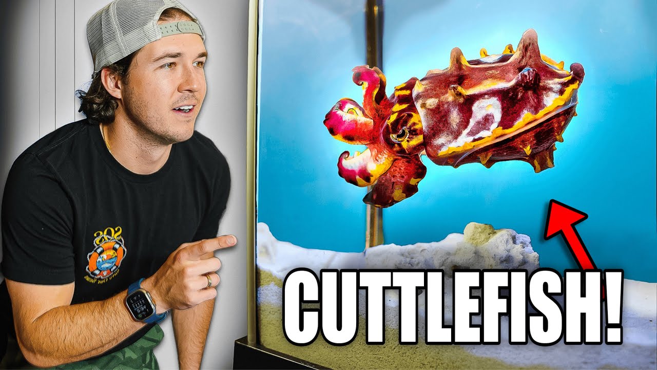 FINALLY Adding Cuttlefish SEA CREATURES to NEW SALTWATER AQUARIUM!!
