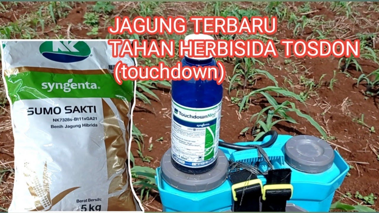 JAGUNG TERBARU DARI SYNGENTA SUMO SAKTI TAHAN GLIPOSAT