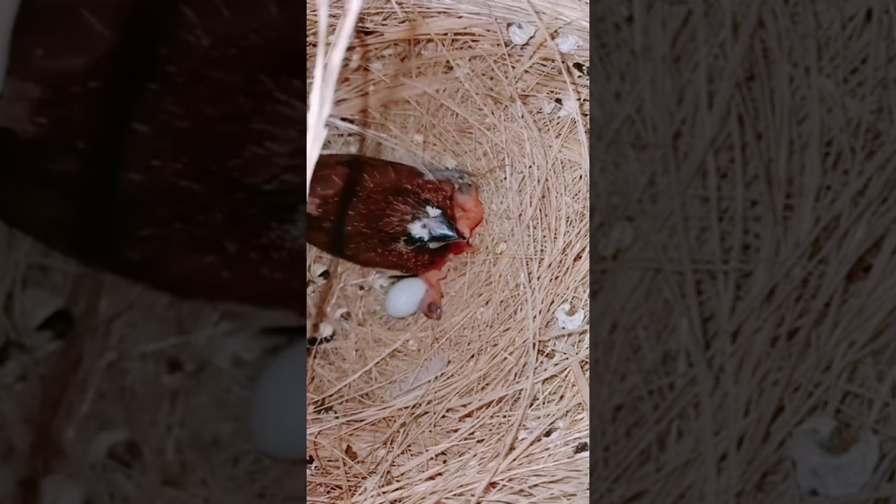 #banglies #birds