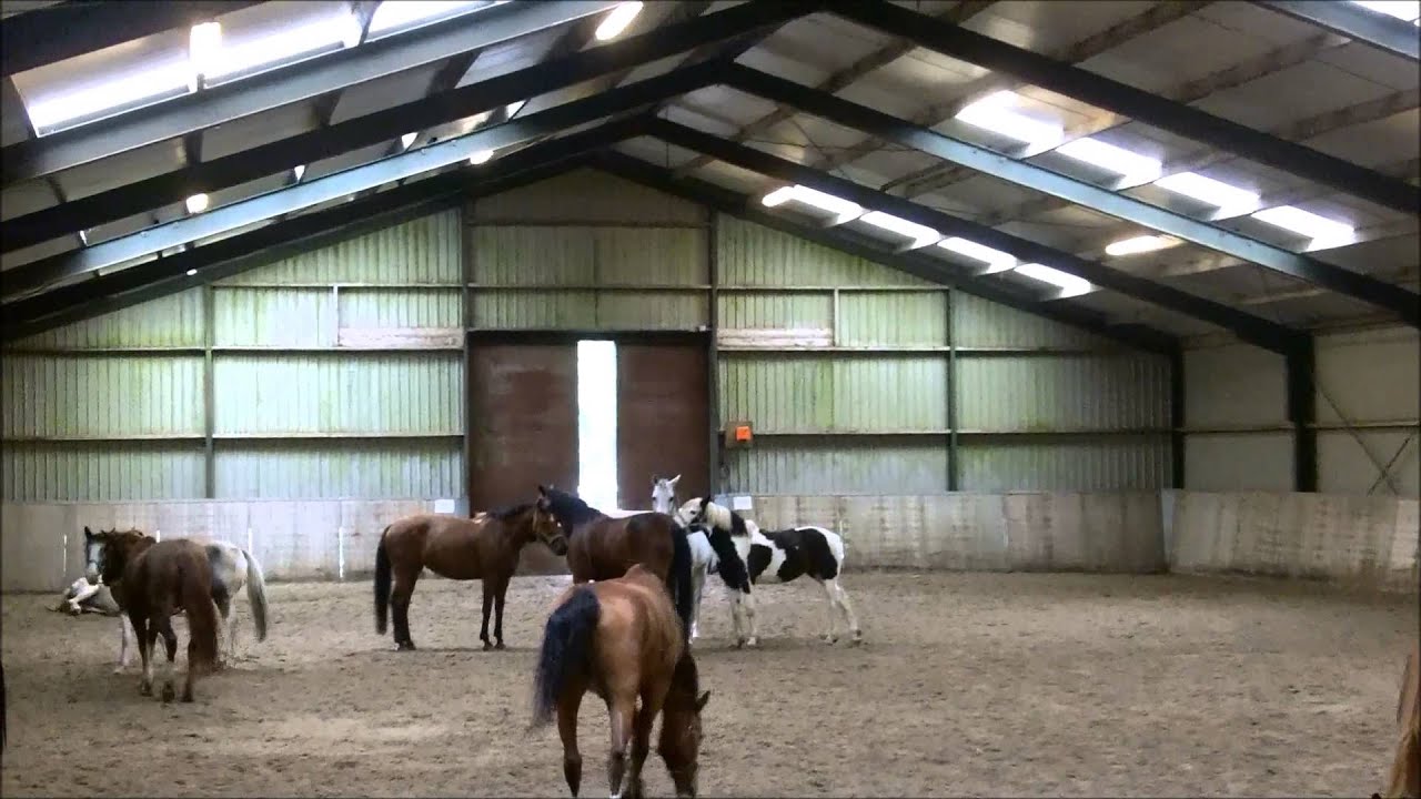 Horse herd behavior | HRM Academy
