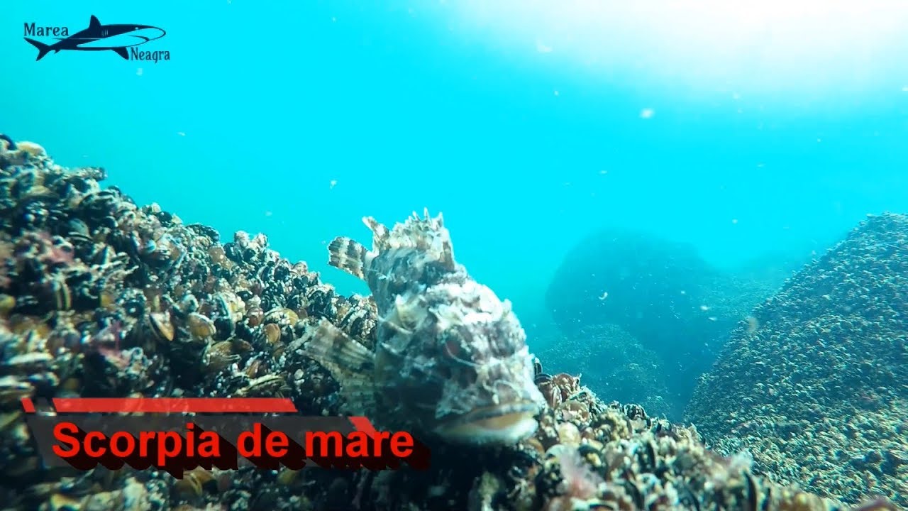 Unul dintre cei mai veninoși pești din Marea Neagră !!!!