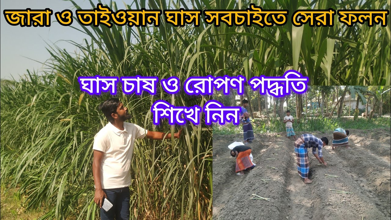 কাচাঁ ঘাসের যোগান শত ভাগ নিশ্চিত করতে জারা ঘাস চাষ করুন। Jara grass cultivation.