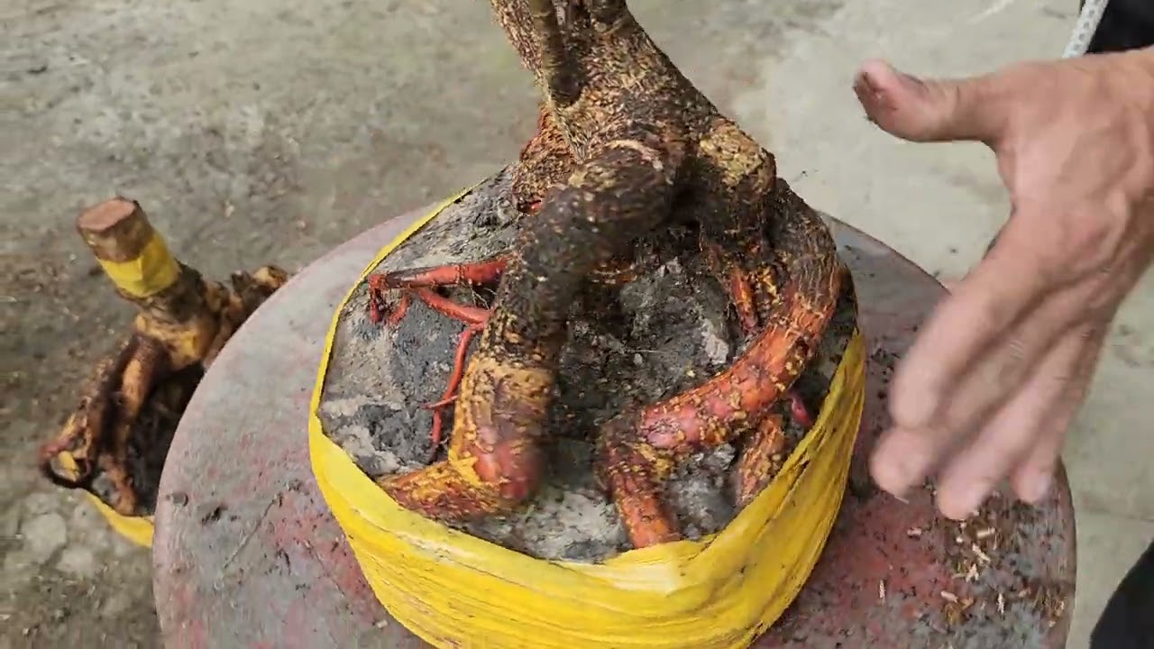 6/3 a Nên  0918818355 v 0328438848 mai phôi bonsai đẹp giá rẻ