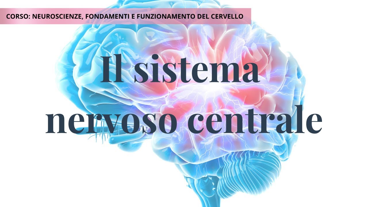 Sistema Nervoso Centrale: struttura e funzioni spiegate in modo semplice | Lezione 5