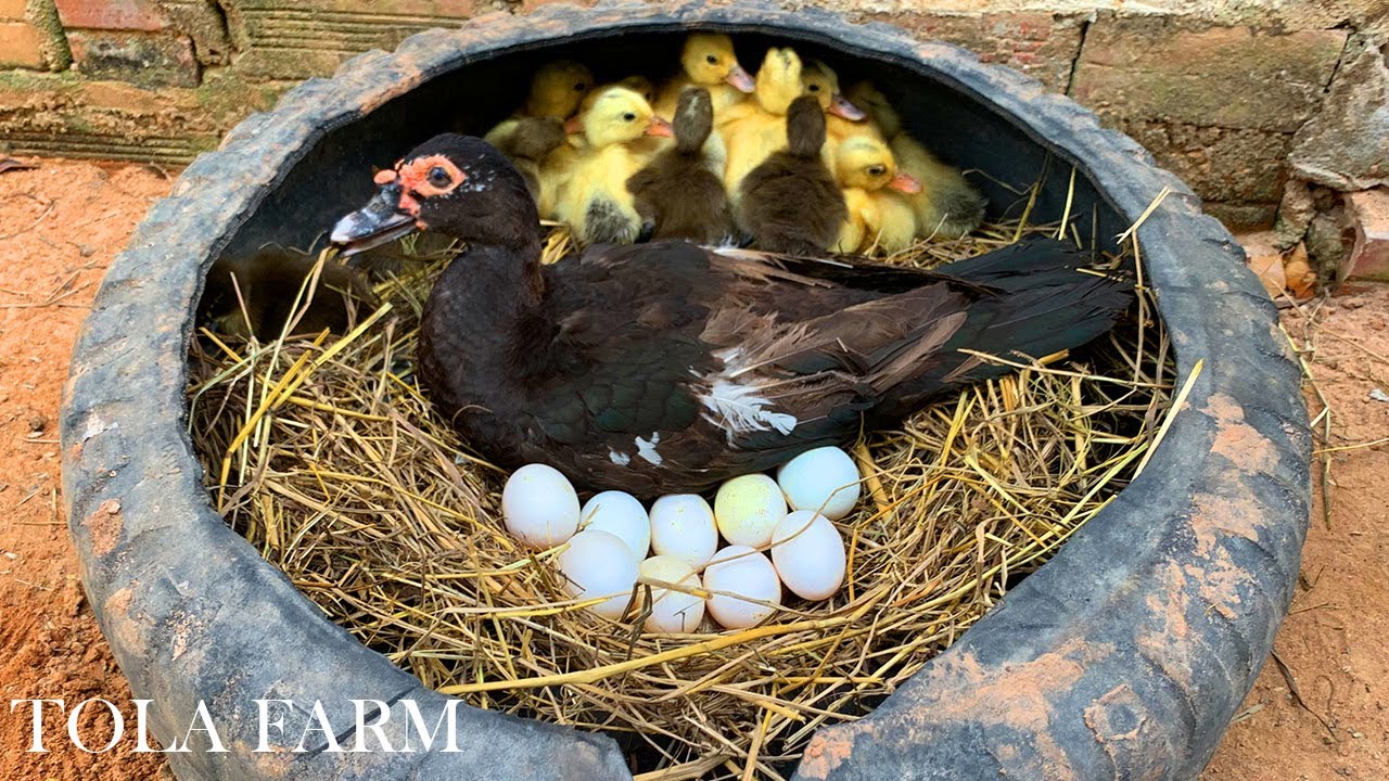 Amazing Pekin Duckling  Hatching From Eggs-Nee Baby Duck Born