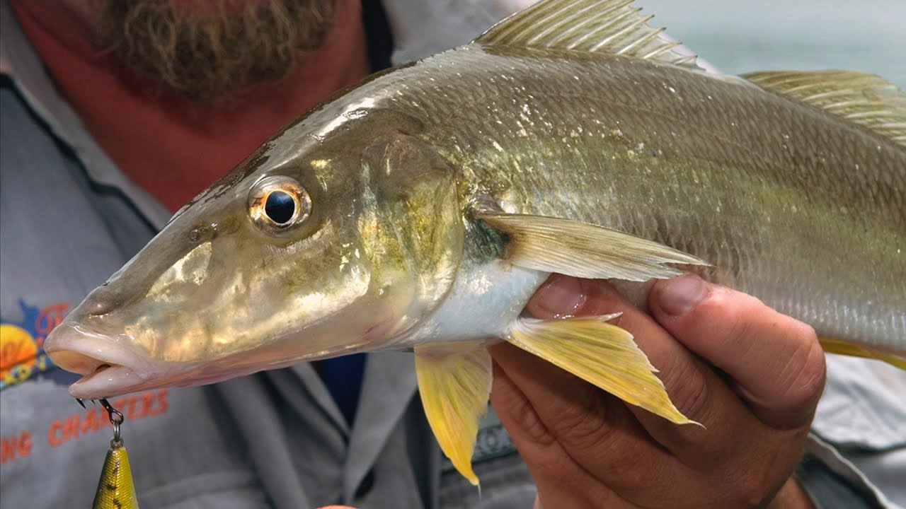 Surface luring for whiting