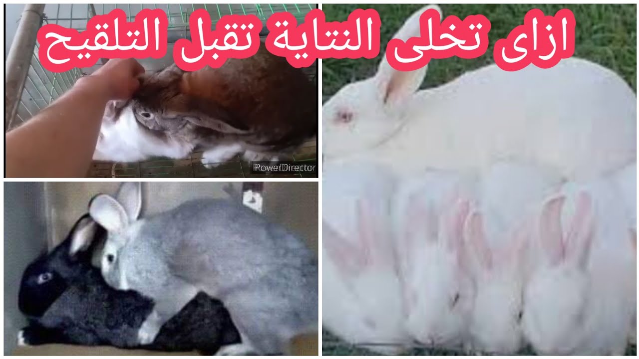 ازاى تخلى الارنبة تقف للذكر
