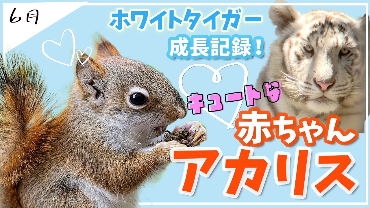 【ホワイトタイガー】成長記録【アカリス】可愛すぎてごめんなさい