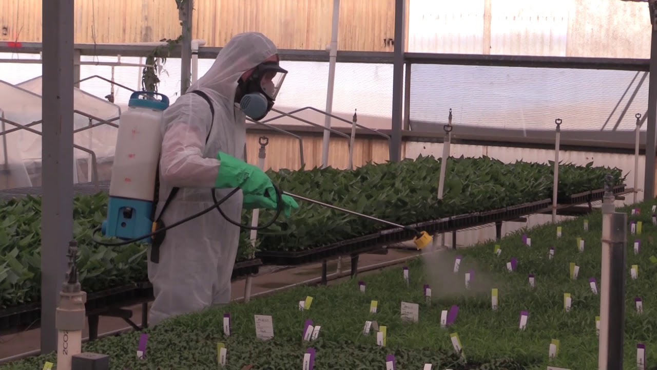 Application of Insecticides