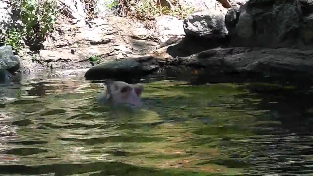 Pig Saves Goat - "I Need a Hero"