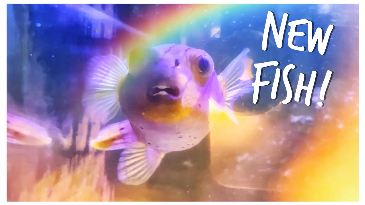 We Add a Dog Face Puffer to Gordon’s Predator Red Sea Reefer 250