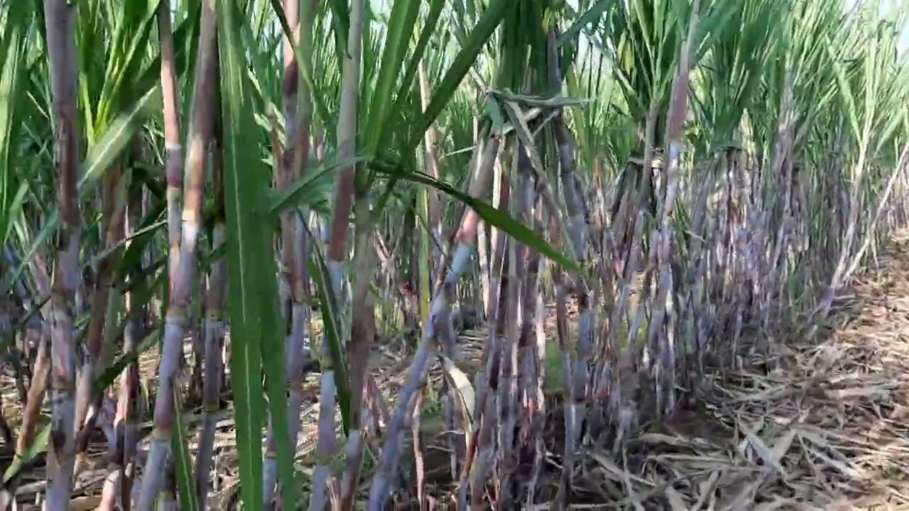 1110 Sugarcane Farm 6 feet Organic farm
