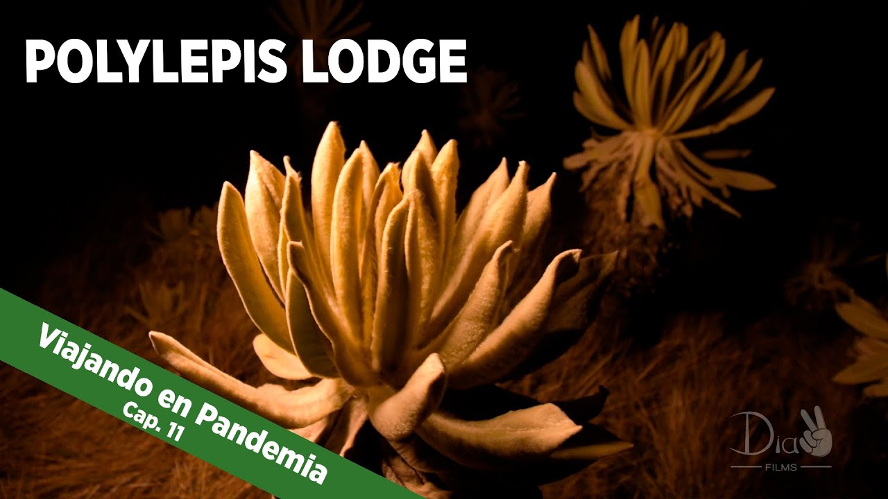 Entre DUENDES, Frailejones y Pumamaquis está POLYLEPIS LODGE | Viajando en Pandemia 🌍 | Cap. 11✌