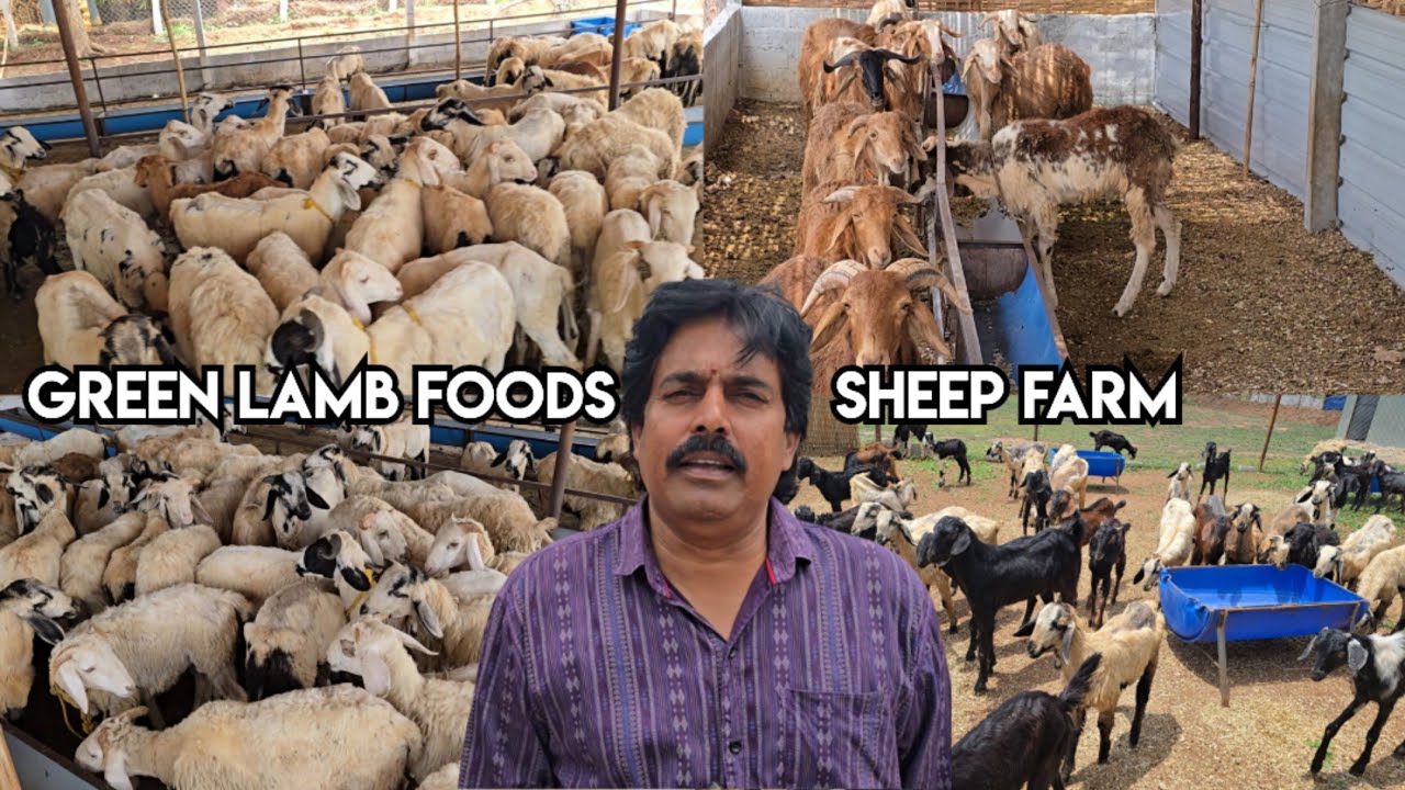 Green lamb foods sheep farm in turkayamjal tarur | qurbani ke bakro ka lot available near Hyderabad