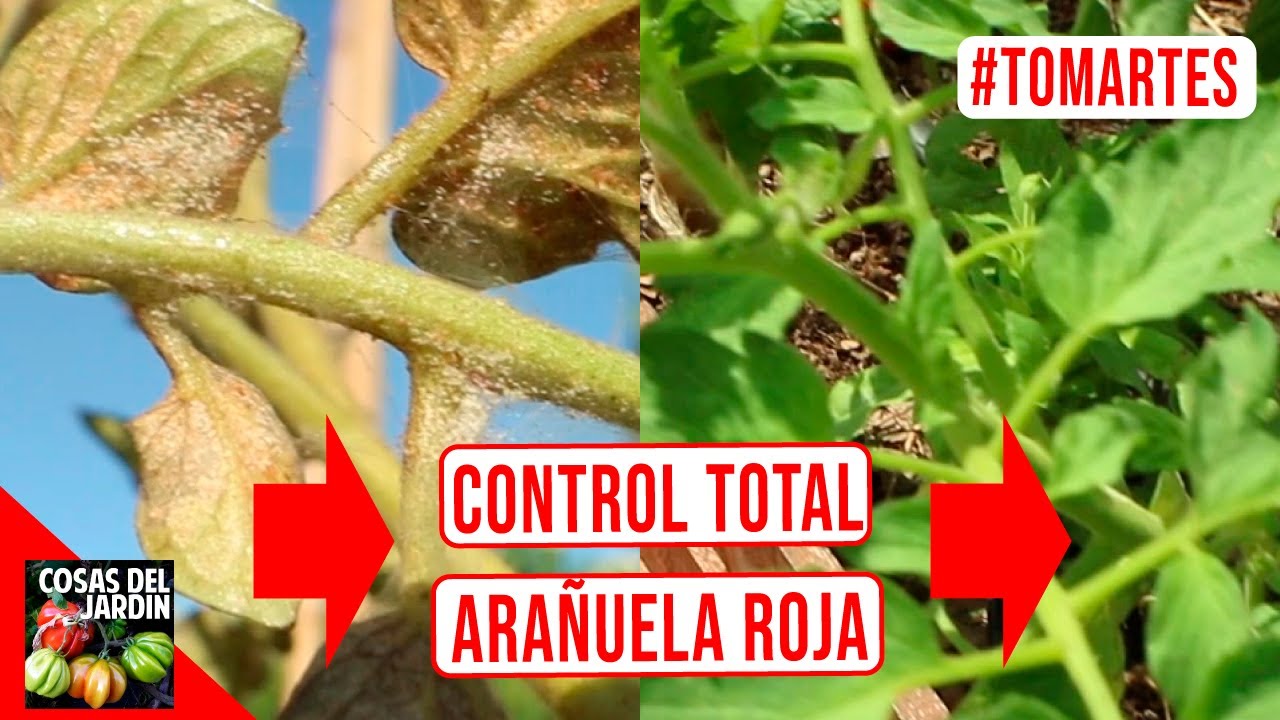 COMO CONTROLAR LA ARAÑUELA ROJA - #TOMARTES EP.27