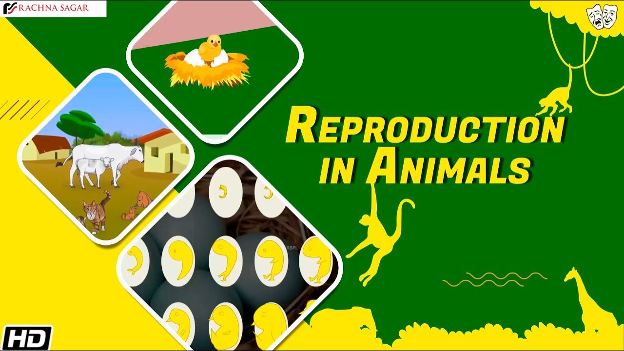 Reproduction in Animals | Be a Scientist Class 4 | Educational Videos | Rachna Sagar