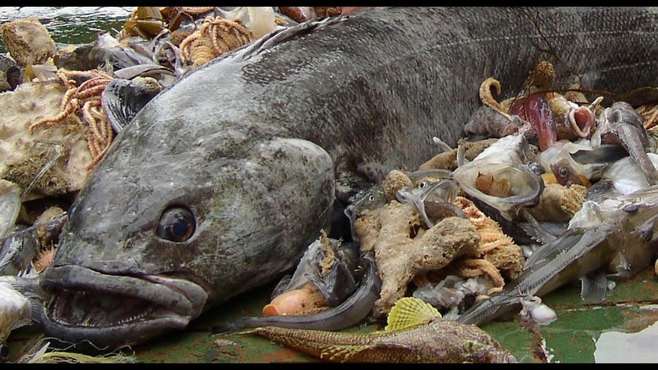 Requiem for the Toothfish