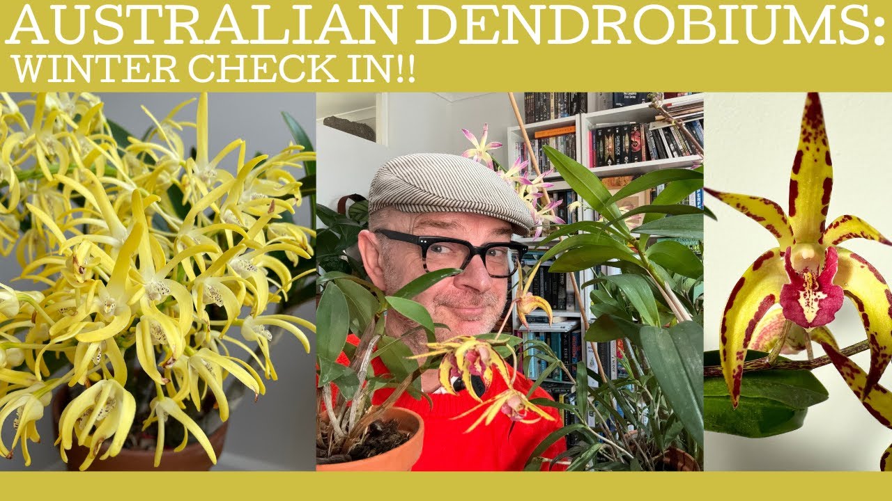 Australian Dendrobiums: a winter check in!
