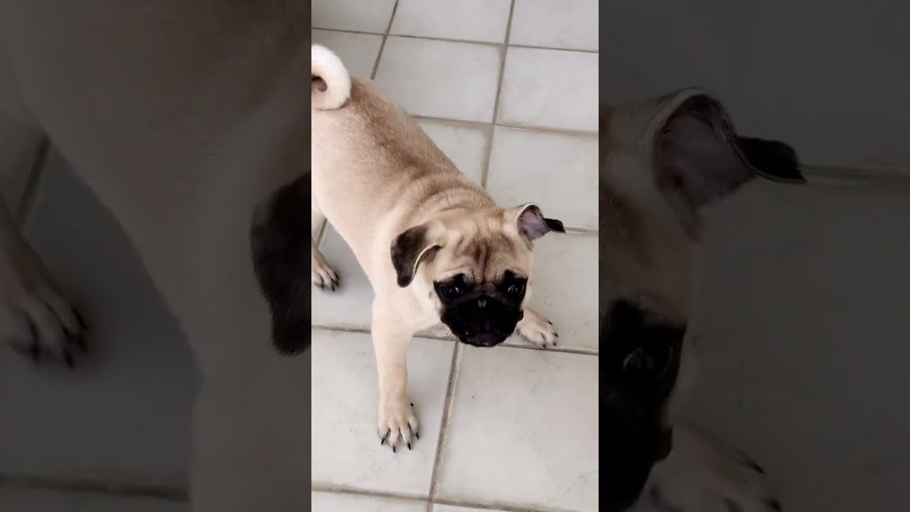 I'm drenched - pug after bath!!