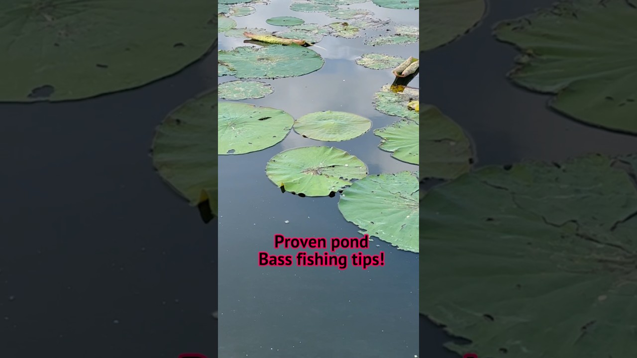 Our Best PROVEN Pond Bass Fishing Tips!! #shorts #fishing