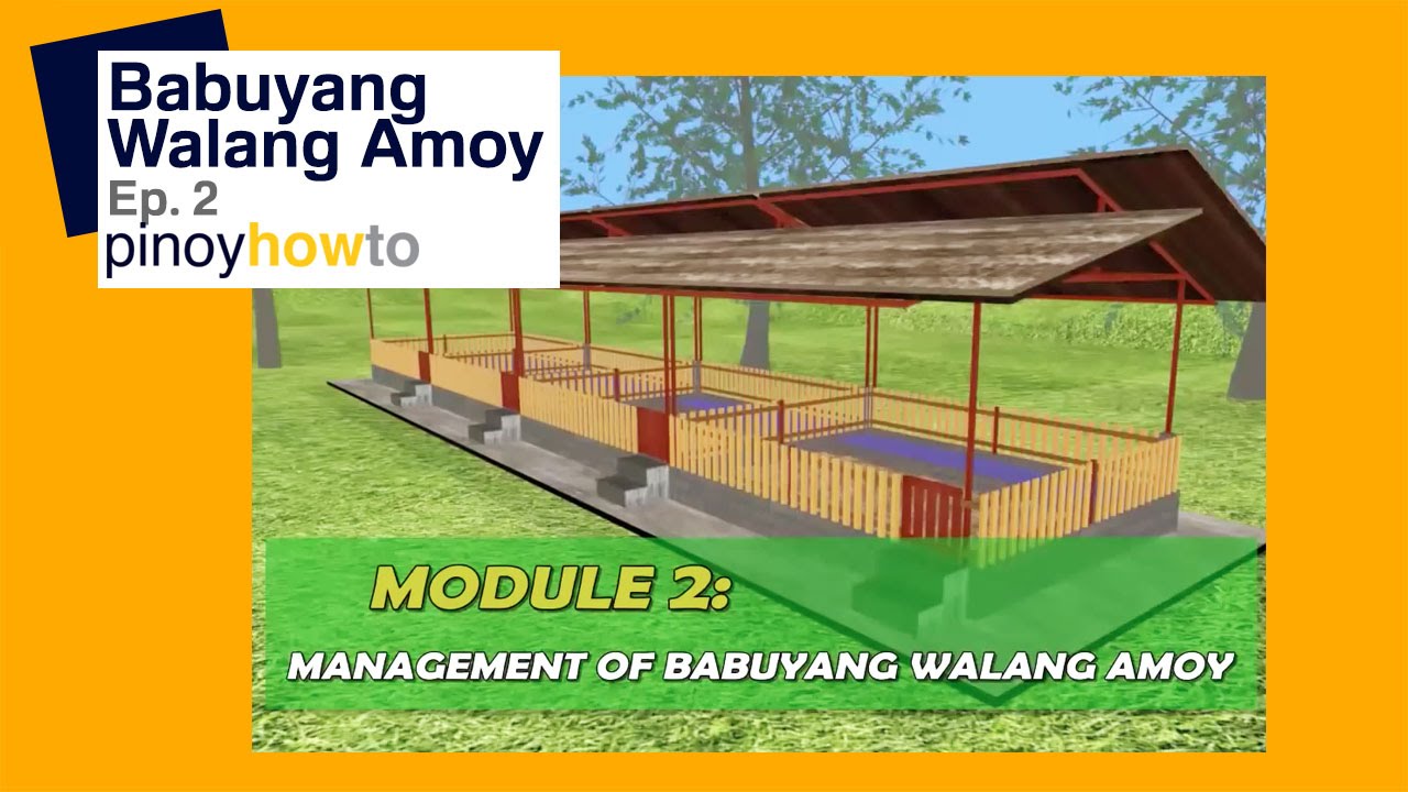 How to Raise Pigs: Babuyangwalangamoy or Odorless Pigpen Episode 2 | Pinoy How To