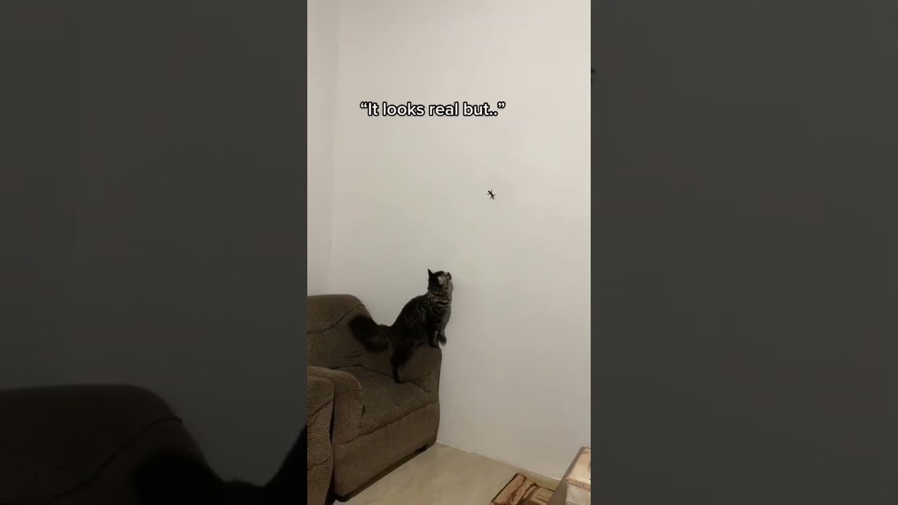 Fake Lizard Prank On My Cat. Watch His Reaction! 🤣 