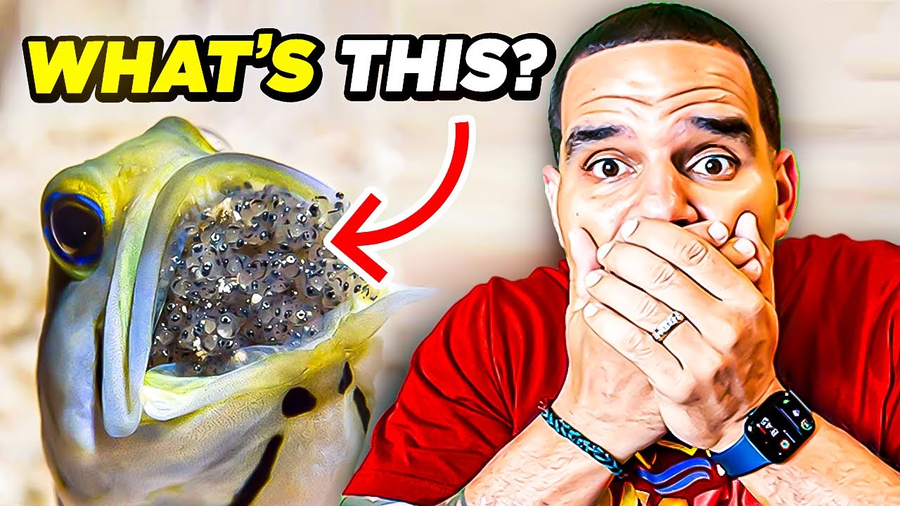 Stripping African Cichlids - (From The Mouth)