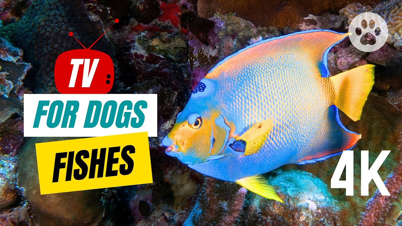 TV for Dogs 🐶🐟 Relaxing Fish TV for Dogs to Watch and Enjoy 🐾 Sleep Music for Dog