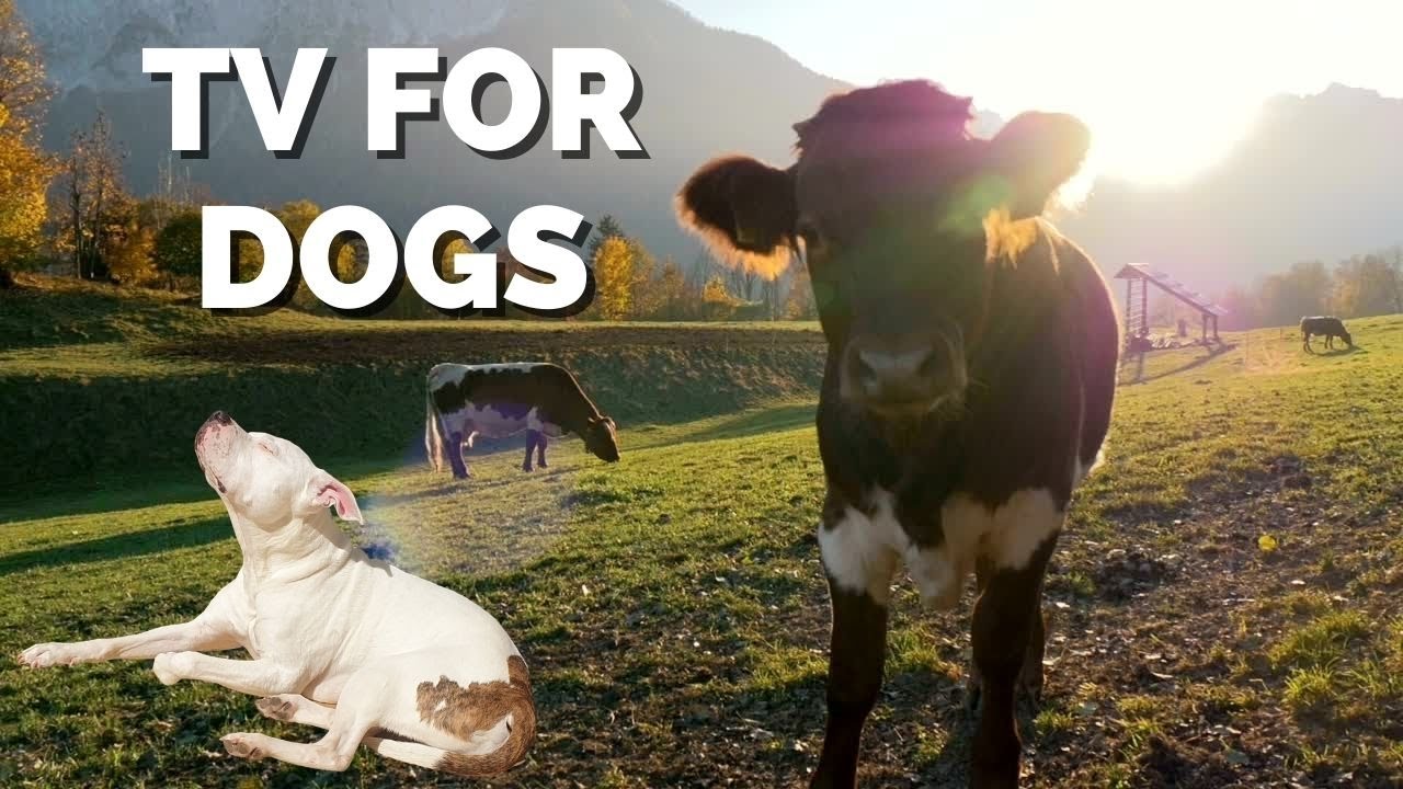 Relaxing Dog TV - Animal and Nature Video - Entertainment for dogs while home alone