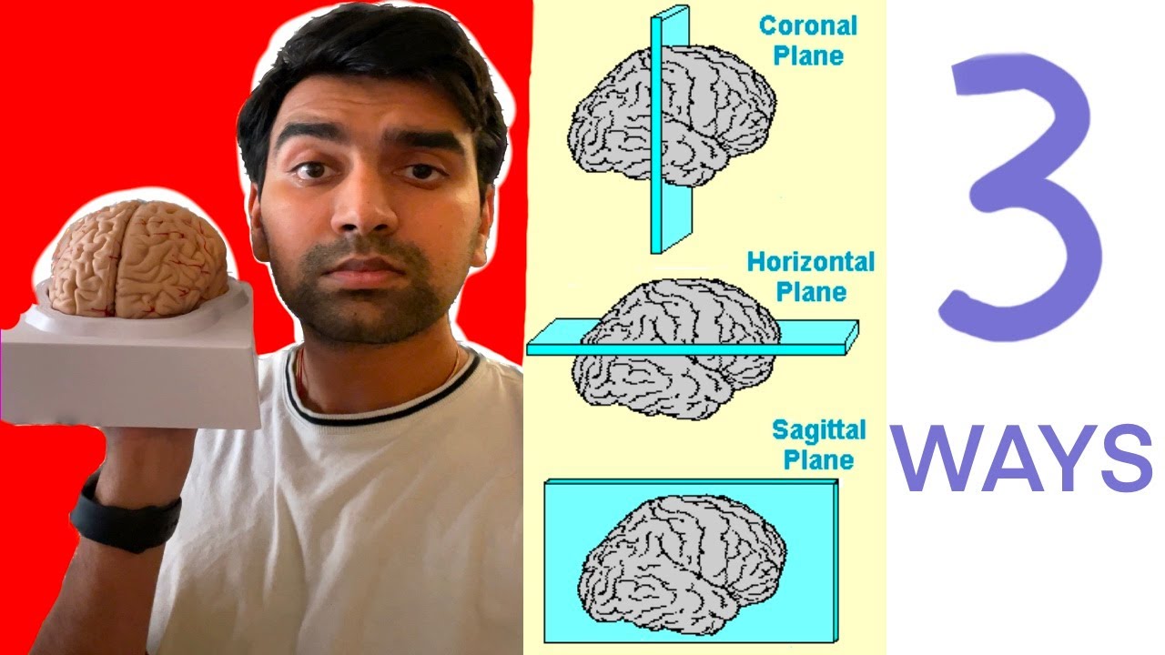 Understanding Brain Slices: Coronal, Sagittal, and Horizontal | Basic Neuroscience For Beginners