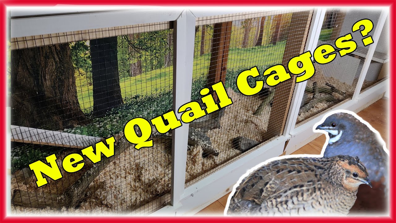 How to build a Natural Quail Enclosure or Quail Coop.