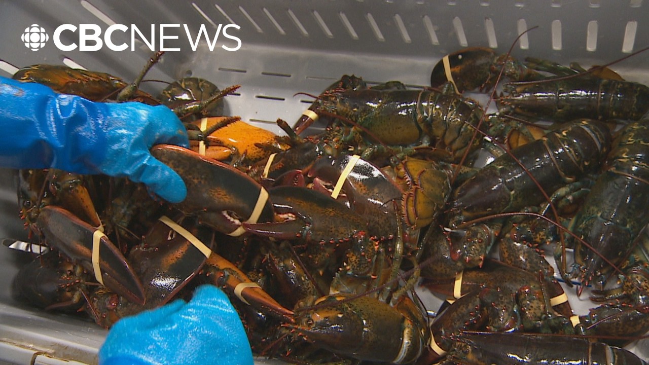 Nova Scotia's lobster industry has lost $77M this year