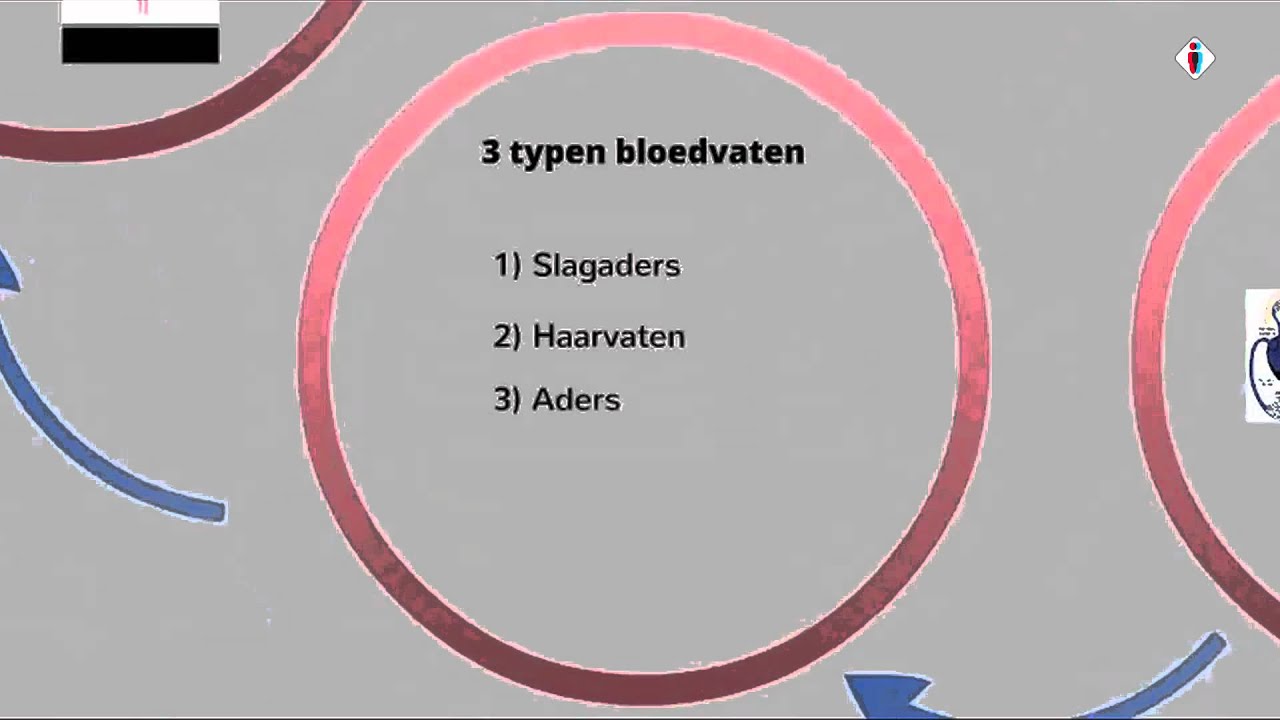 bloedsomloop deel 3: de haarvaten