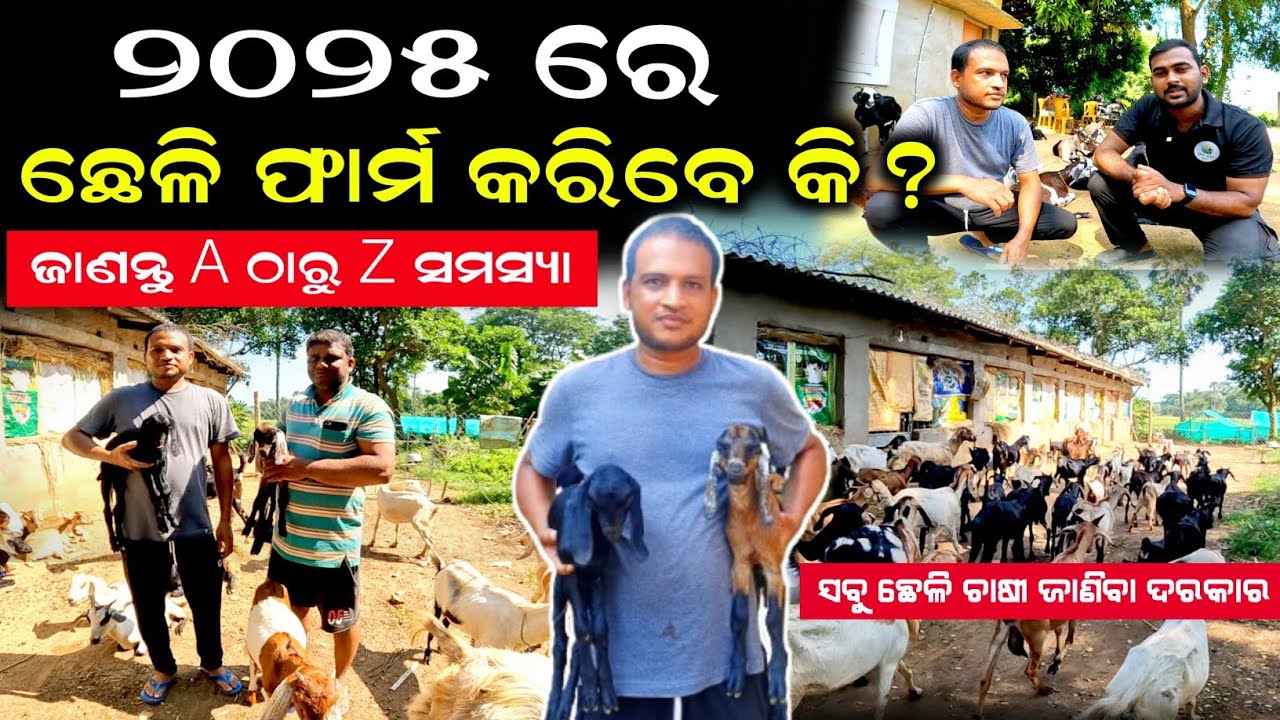 Hybrid 🐐goat farming in odisha | Cheli chasa odisha🐐 #goatfarming