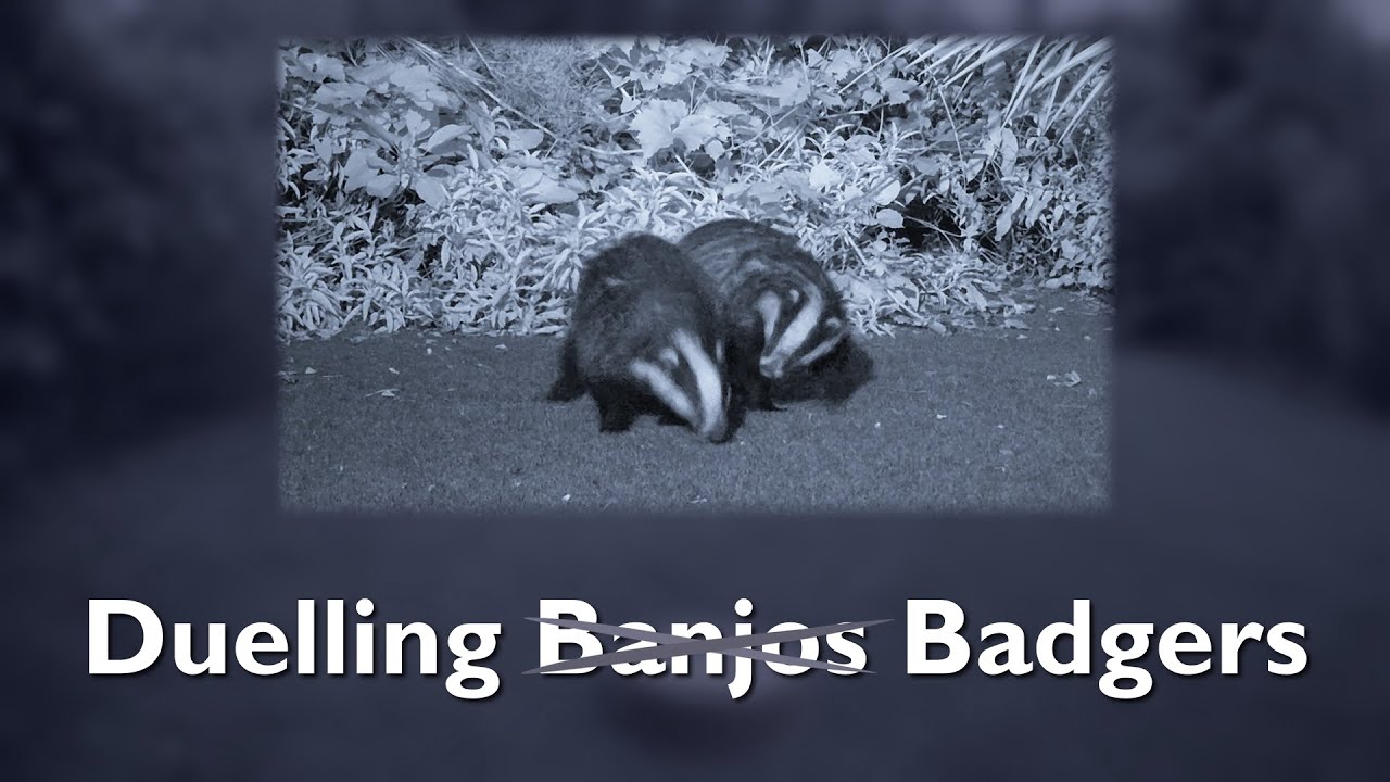 Duelling Badgers