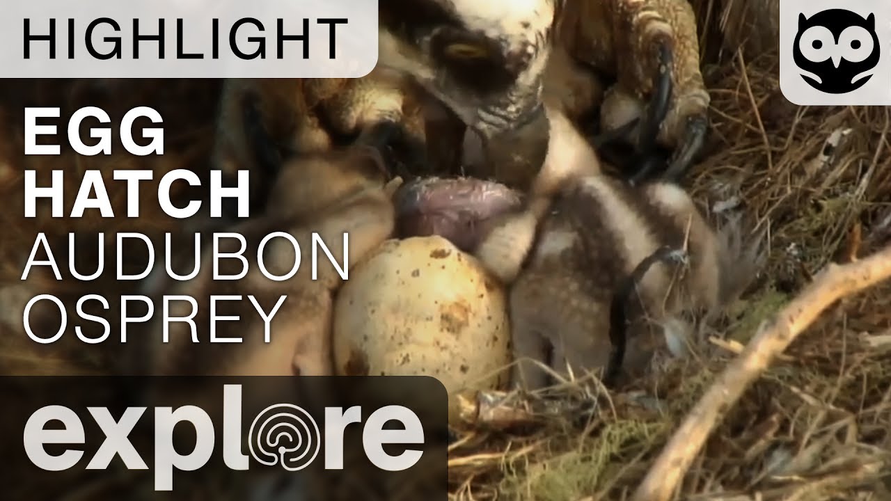 Osprey Egg Hatch - Audubon Osprey - Live Cam Highlight