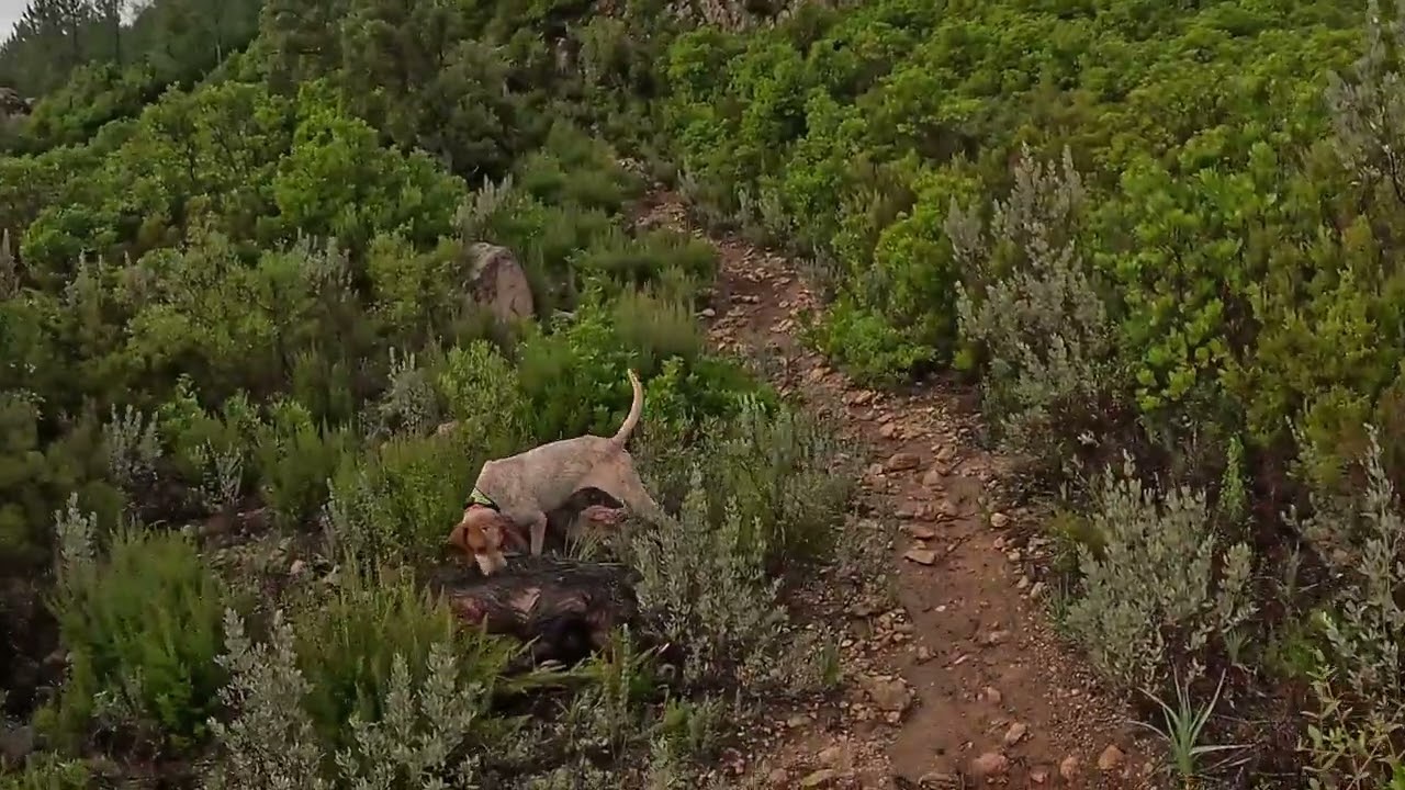 💥Chasse en Corse du Sud 🐗💥 #Chasse #Corse #Sud #300winmag #chiencourant