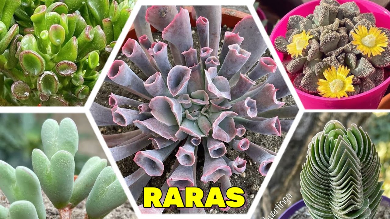 5 SUCULENTAS con formas RARAS con sus CUIDADOS y NOMBRES | Todo lo que NECESITAS saber!